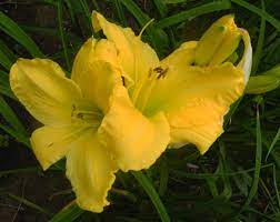 Check spelling or type a new query. Olallie Solar Flare Vt