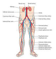 This diagram depicts human body map of organs with parts and labels. Blood Vessels Of The Lower Body Stock Vector Illustration Of Arteries Vein 107077655