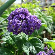 Image result for Heliotropium