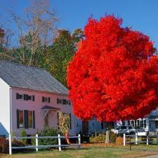 Autumn Blaze Red Maple Tree Tr 8394 21 96 Weseeds Com