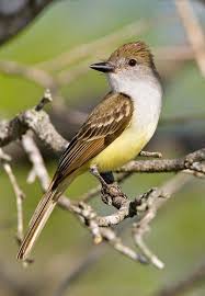 Birds Of West Texas Photos Brown Crested Flycatcher From California Arizona Texas Nevada South To Argentina Bolivia Trinidad In 2020 Flycatcher Bird Photo Beautiful Creatures