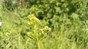 Image result for Galium spurium