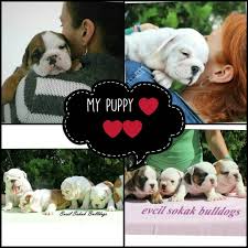 Evcil Sokak Bulldogs Puppy Evcilsokakbulldogs Bulldog Bulldogsofinstagram Happybulldog Bulldoglove Turkey Engl Bulldog Puppies Bulldog Puppies