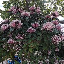 Image result for Clerodendrum pusillum