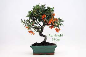 Maybe you would like to learn more about one of these? Pyracantha Flowering Bonsai Tree All Things Bonsai