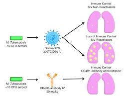 Tuberculosis (tb) is a contagious infection that usually attacks your lungs. Jci Mechanisms Of Reactivation Of Latent Tuberculosis Infection Due To Siv Coinfection