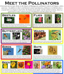 Meet The Pollinators Pollinator Syndromes Information