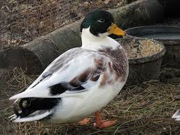 Call Duck With Funny Color Duck Animal Pictures Farm Animals