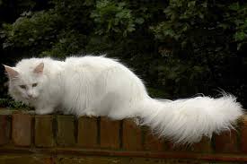 How much do maine coons cost? How Big Is A Maine Coon Cat Pets Kb