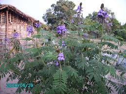 Image result for Tephrosia multijuga