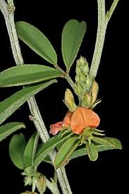 Image result for Indigofera subulata