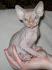 Sphynx For Sale in Virginia - Hoobly Classifieds