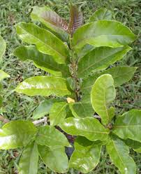 Image result for Antiaris