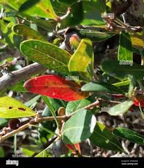 Image result for Rhoicissus digitata