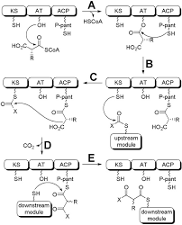 With pkss's security services, you can always stay focused on your core business without worrying about unexpected interruptions. Understanding Substrate Specificity Of Polyketide Synthase Modules By Generating Hybrid Multimodular Synthases Journal Of Biological Chemistry