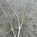 Image result for Eragrostis plana