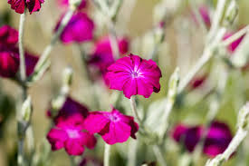 Image result for Silene