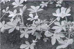 Image result for Cleome iberidella