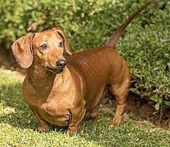 Dog Chasing Tail All The Time Is It Fun Or A Serious Issue