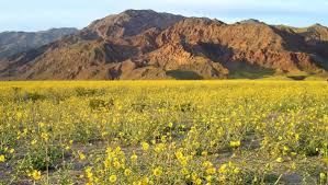 Video courtesy of national park service. Wildflower Super Bloom Transforms Barren Death Valley