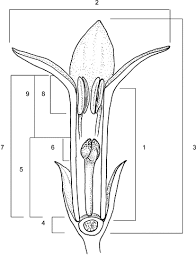 Image result for Phylohydrax