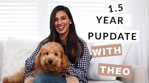 This a cross between a standard f1 goldendoodle and a miniature poodle. Theo The Mini Goldendoodle F1b 1 5 Year Pupdate Youtube
