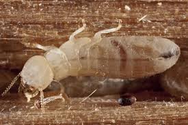 Bed bugs, termites, mosquito sprays, quarterly services. Termites Info M D Termite Pest Control