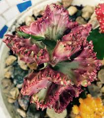 The plant is native in asia and is properly called euphorbia lactea. How To Care For Coral Cactus Grafted Euphorbia Lactea Crest