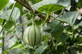 Image result for Cucumis melo
