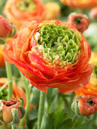 Image result for Ranunculus raeae