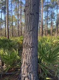 Image result for Lasianthus