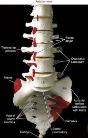 Bone into which the lower teeth are attached. Pin On Lower Back Anatomy
