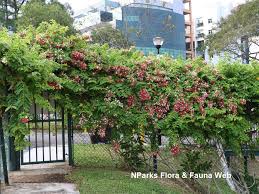 Image result for Combretum indicum