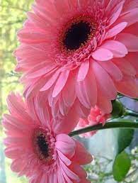 Sign In Beautiful Pink Flowers Amazing Flowers Pretty Flowers