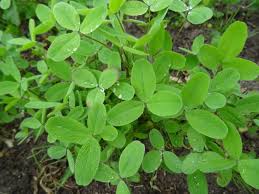 Image result for Trifolium squarrosum