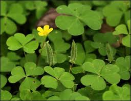Image result for Oxalis corniculata