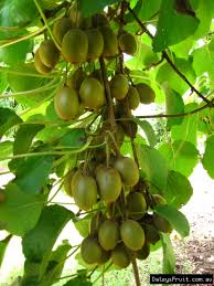 Like all species of kiwi, hardy red requires both a male and female plant to produce fruit. Fruit Trees Kiwi Fruit Tree For Sale In India
