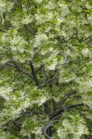 Image result for Chionanthus