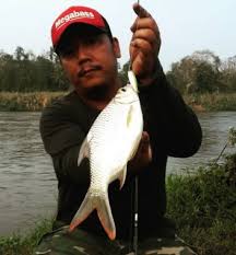 Harga termahal untuk ikan arwana adalah rp 20 juta, yaitu ikan arwana jenis banjar red. 24 Umpan Ikan Tawes Air Tawar Di Sungai Paling Jitu Murah