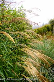 Image result for Miscanthus junceus