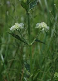 Image result for Hyptis