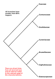 Image result for Huaceae