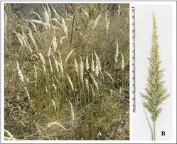 Image result for Enneapogon cenchroides