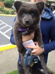 Faithful, bold, and a little bit persistent, these pups acquired several of the best high qualities from both of their moms and dads. A German Shepherd Akita Corgi Funniest Family Moments Facebook