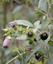 Epingle Sur Plantes Toxiques