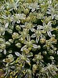 Image result for Alvesia clerodendroides