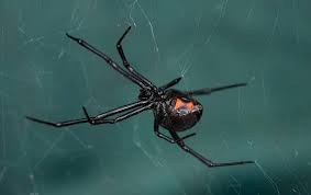 Clear areas in your garden and yard, allowing sunlight to fall. Black Widow Spiders A Guide To Dallas North Tx Black Widow Spider Control
