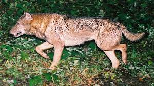 The Hunt For Japan S Ghost Wolves Bbc Future Ghost Wolves Like Animals Animals Beautiful