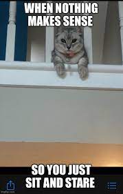 White Kitten Imgflip