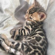 Join millions of people using oodle to find kittens for adoption, cat and kitten listings, and other pets adoption. Bengal Kittens For Sale Home Facebook